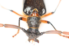 Amphelictus