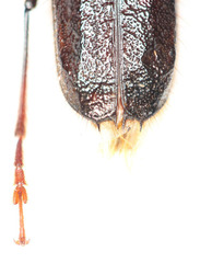 Amphelictus