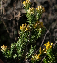 Helichrysum hamulosum