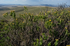 Helichrysum hamulosum