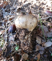 Scleroderma meridionale