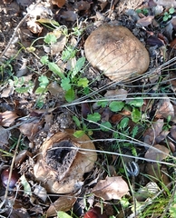 Scleroderma meridionale