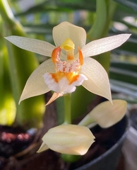 Coelogyne lentiginosa