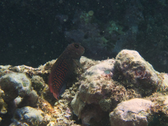 Cirripectes stigmaticus