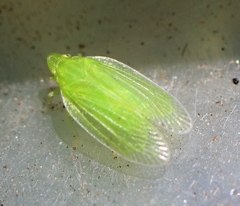 Tropiduchinae