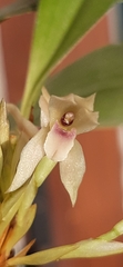 Maxillaria densa