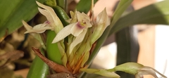 Maxillaria densa