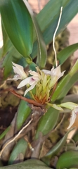 Maxillaria densa