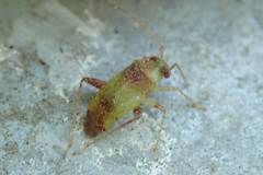 Anthophilolygus bakeri