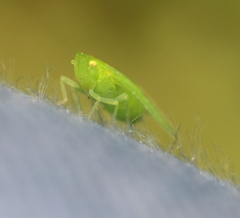Tropiduchinae