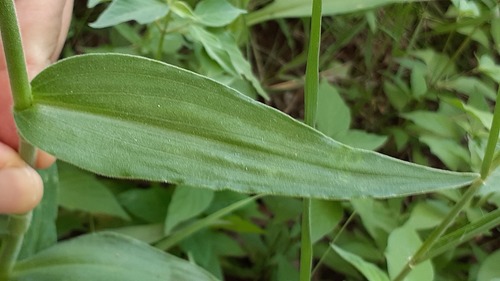 Aneilema hockii