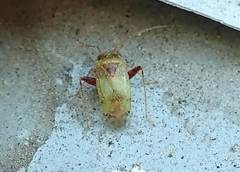 Anthophilolygus bakeri