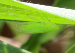 Tropiduchinae