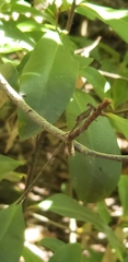 Lestes tenuatus