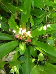 Nidularium innocentii