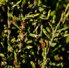 Passerina montana