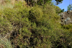 Passerina montana