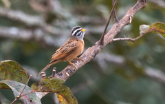 Emberiza goslingi