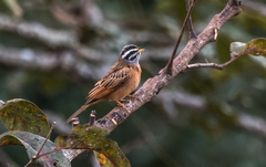 Emberiza goslingi