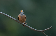 Emberiza goslingi
