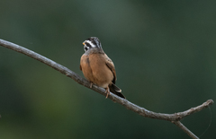 Emberiza goslingi