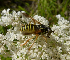Spilomyia saltuum