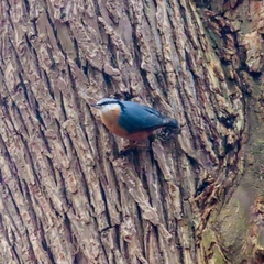 Sitta europaea caesia