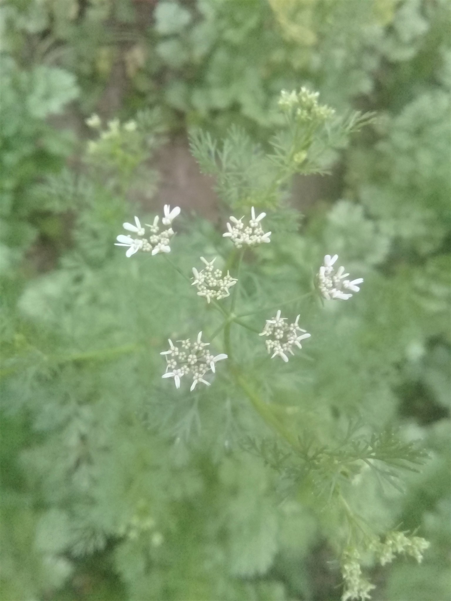 Coriandrum sativum