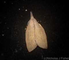 Pararguda tephropsis