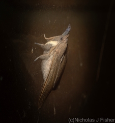 Pararguda tephropsis