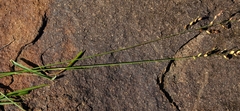 Eragrostis capensis