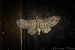 Chloroclystis mniochroa