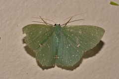 Prasinocyma iosticta