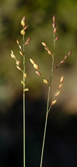 Eragrostis capensis