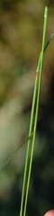 Eragrostis capensis
