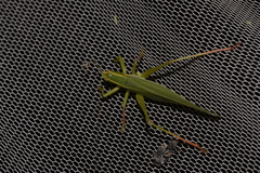Listroscelidinae