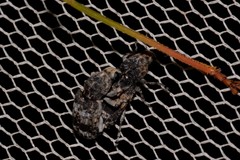 Dendropemon subfasciatus
