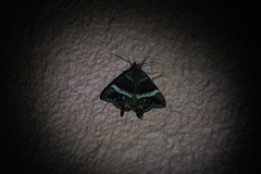 Coronidia leachi