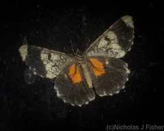Amblychia subrubida