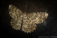 Amblychia subrubida