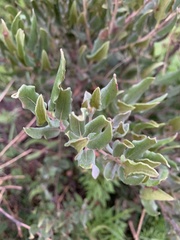 Euclea coriacea