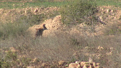 Vulpes vulpes barbara