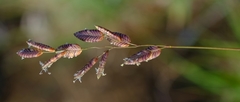 Eragrostis capensis