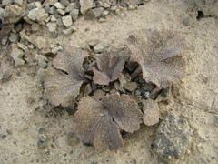 Ranunculus crithmifolius