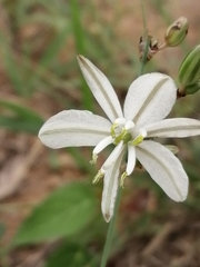 Chlorophytum fasciculatum