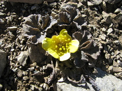 Ranunculus crithmifolius