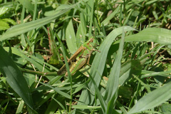 Aiolopus thalassinus