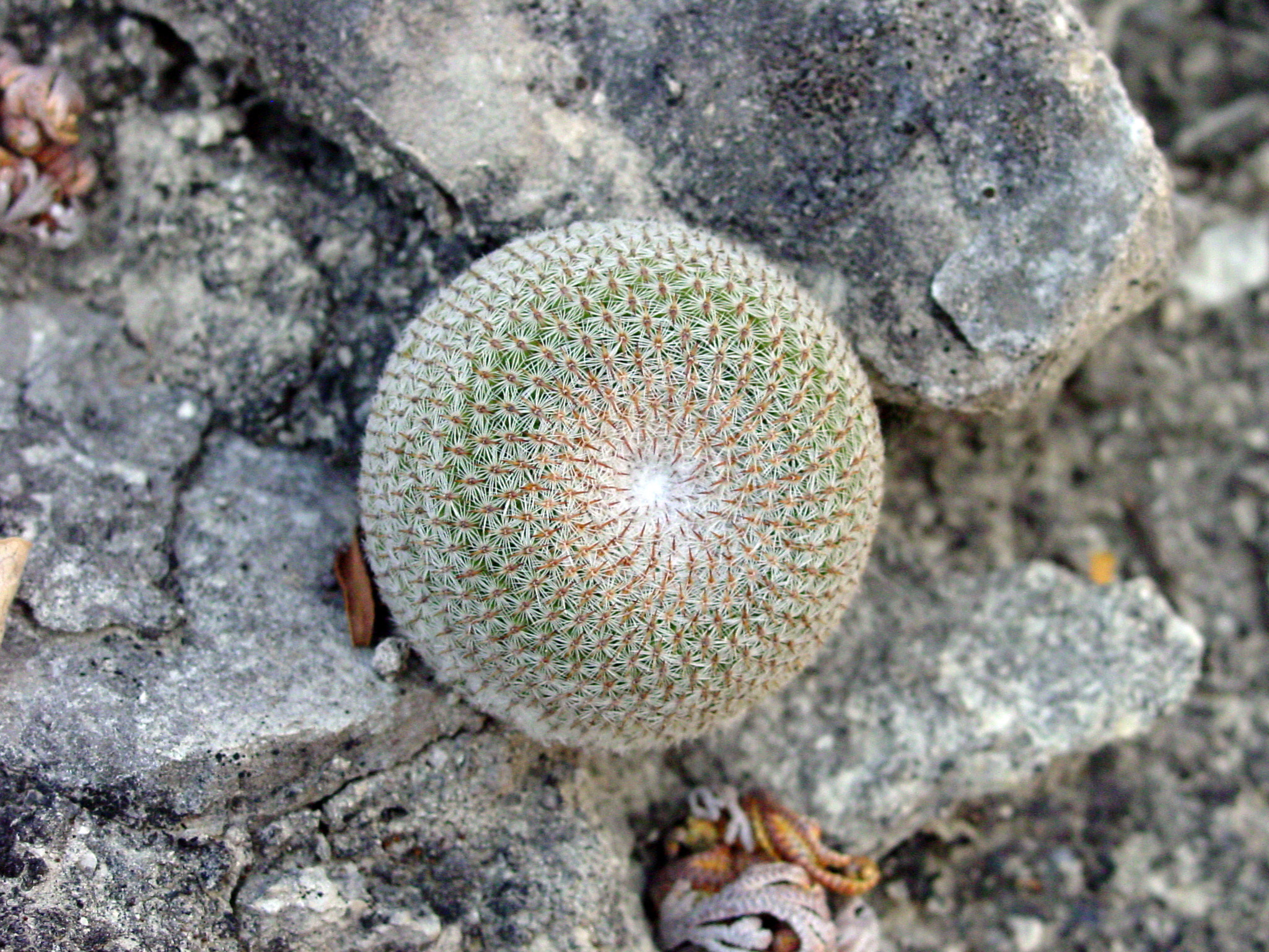 Mammillaria crucigera ssp. tlalocii