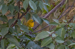 Ploceus brachypterus