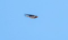 Hirundo lucida